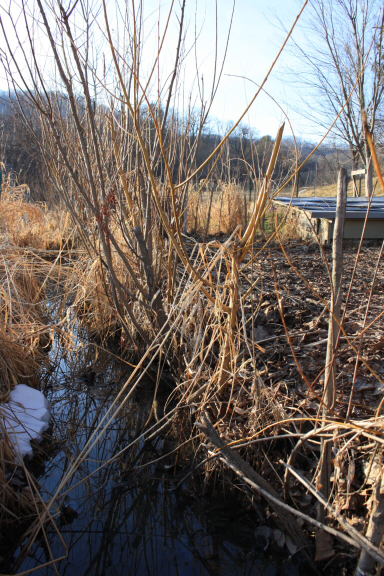 Ditch alongside the garden in the marsh