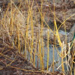 freshly planted willow in March