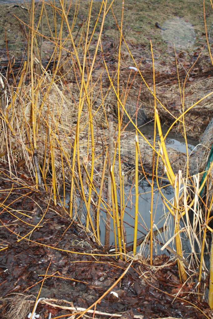 freshly planted willow in March