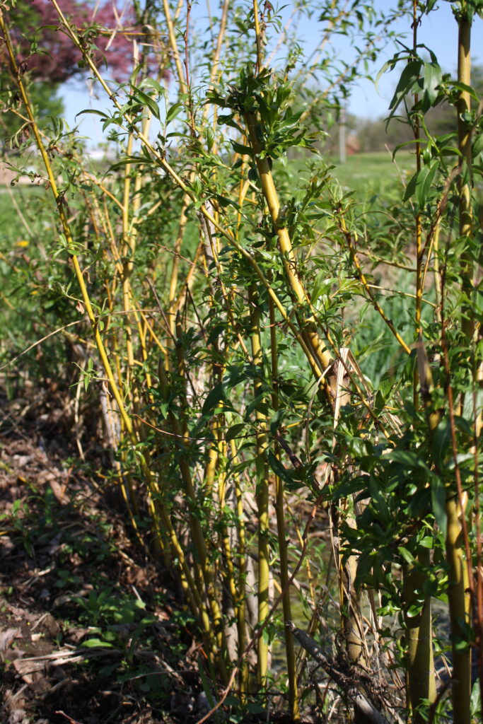 blooming willow cuttings in May