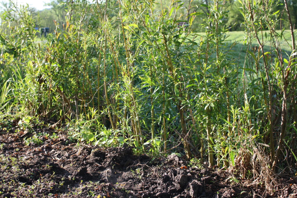 willow cuttings. wild garden border