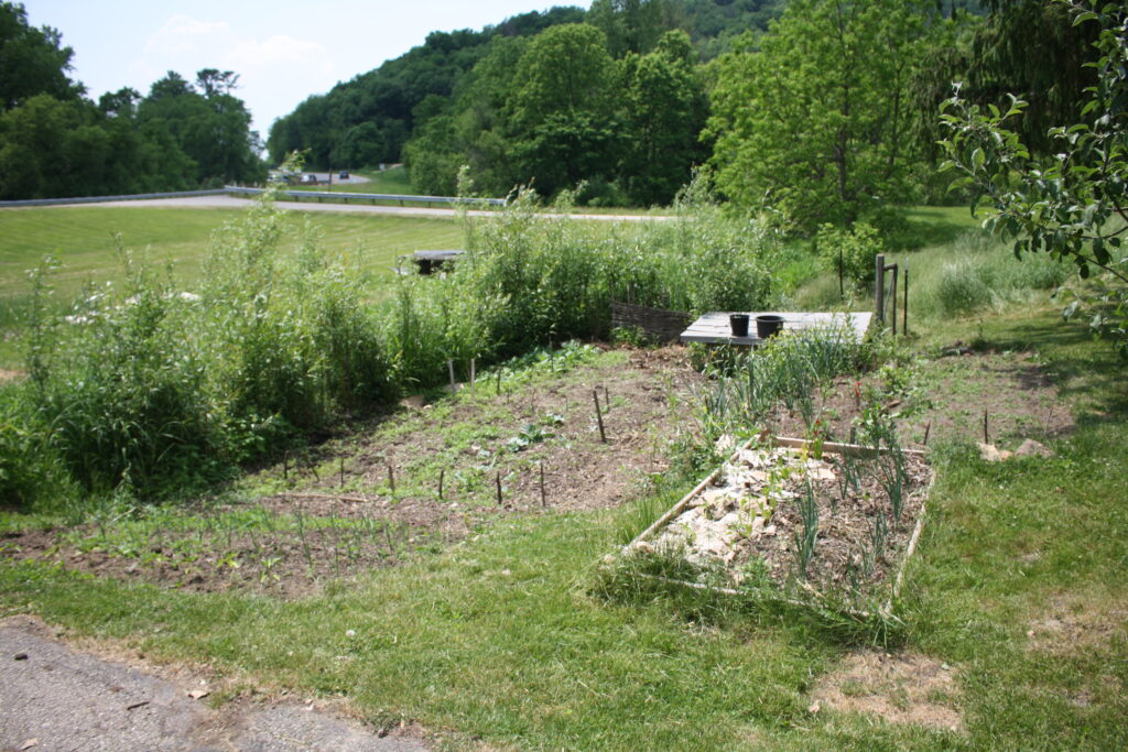 marsh-garden with willow hedge in spring