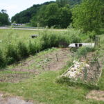 marsh-garden with willow hedge in spring