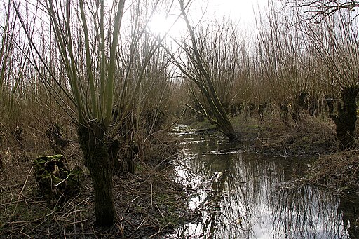 willow coppice in the Netherlands