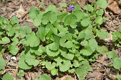 garlic mustard in spring