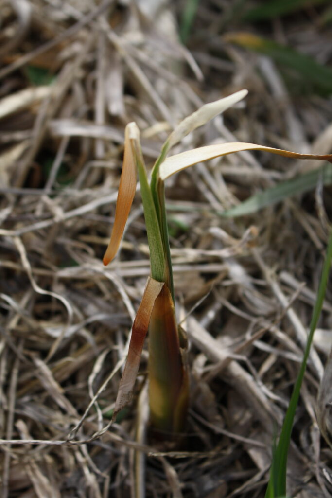 Cattail tip