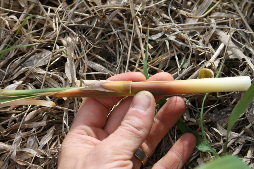 foraged cattail tip