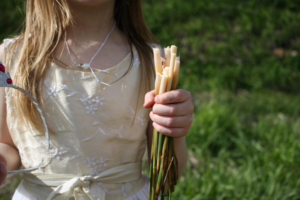 child foraging spring cattail tips