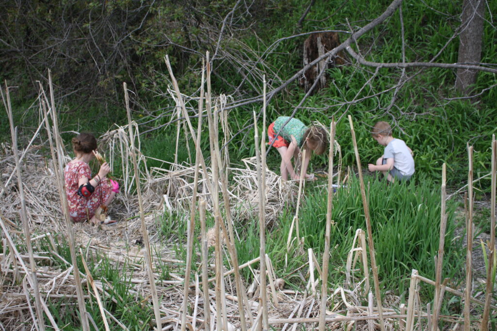 children foraging for spring cattail tips in a swamp