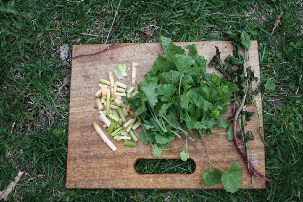 easy spring foraging ideas of cattails garlic mustard and nettles