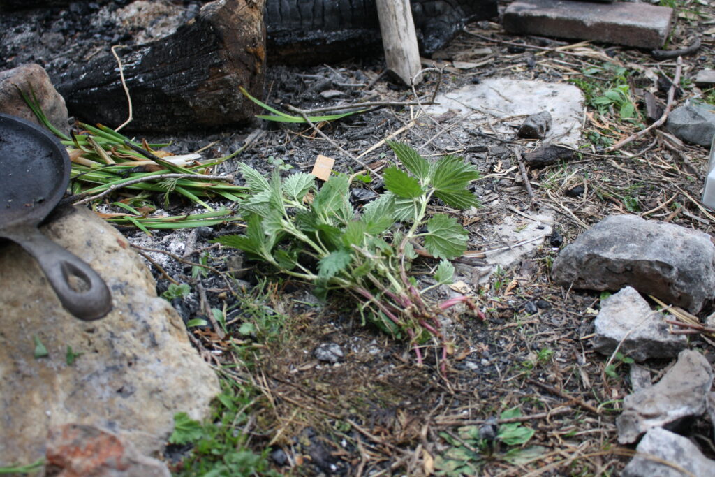 easy spring foraging of nettles