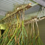 garlic hanging to dry