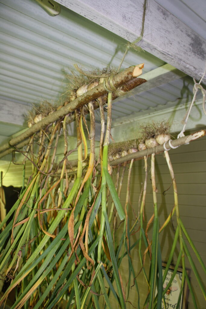 hanging garlic on a drying rack