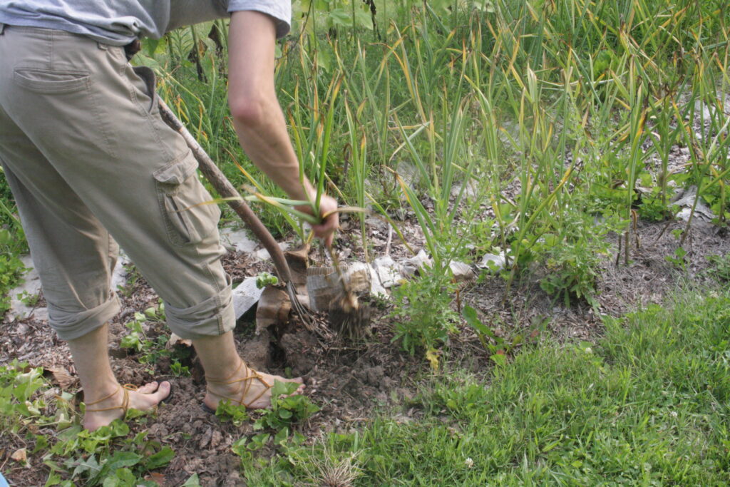 farmer harvesting garlic