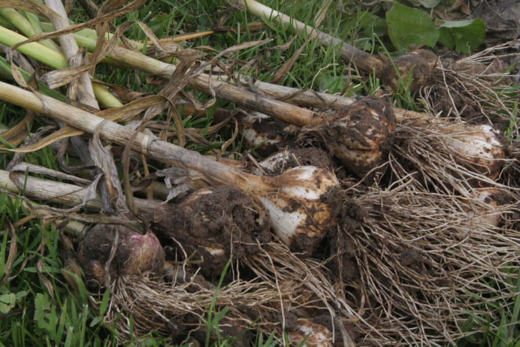 freshly harvested garlic bulbs