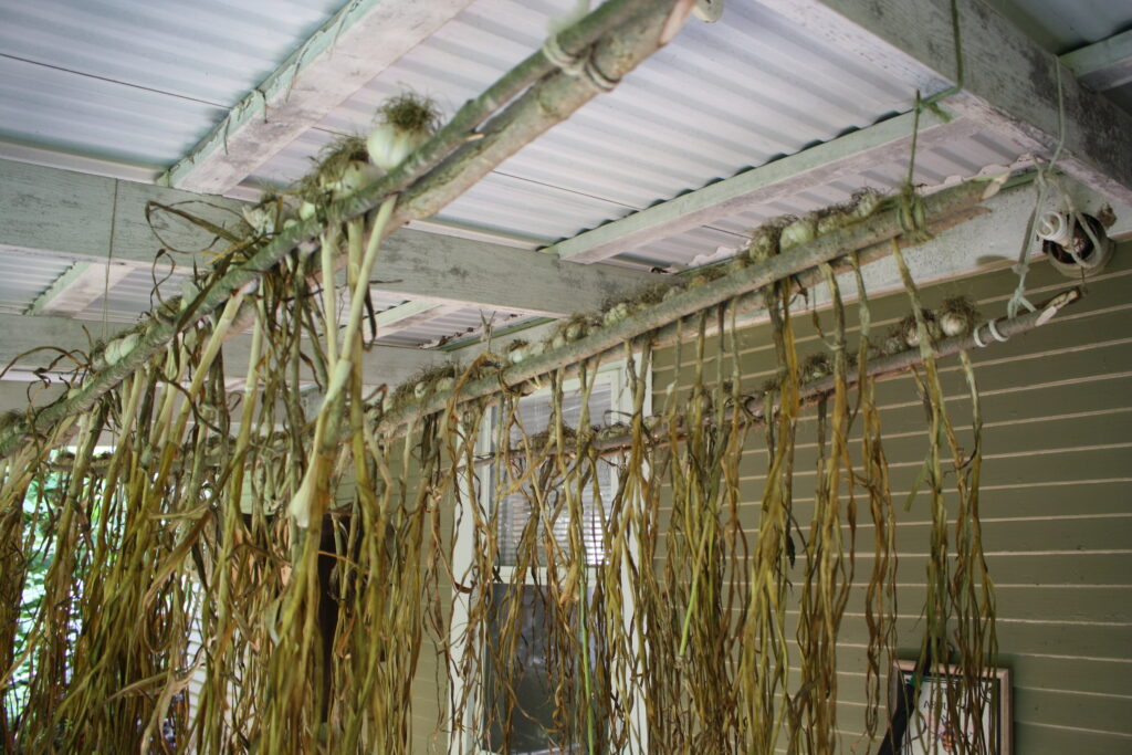 garlic hanging to dry on a rack