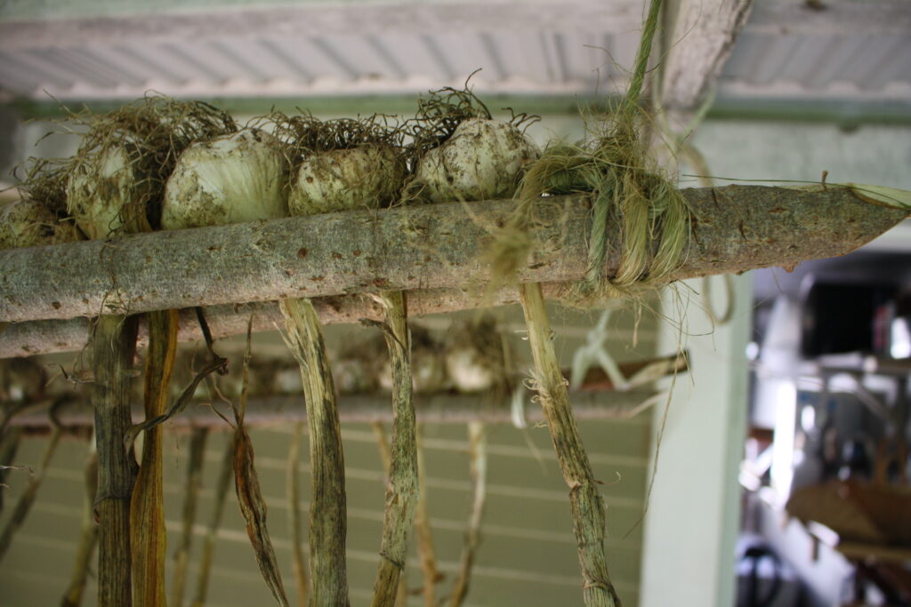 garlic bulbs hanging on a drying rack