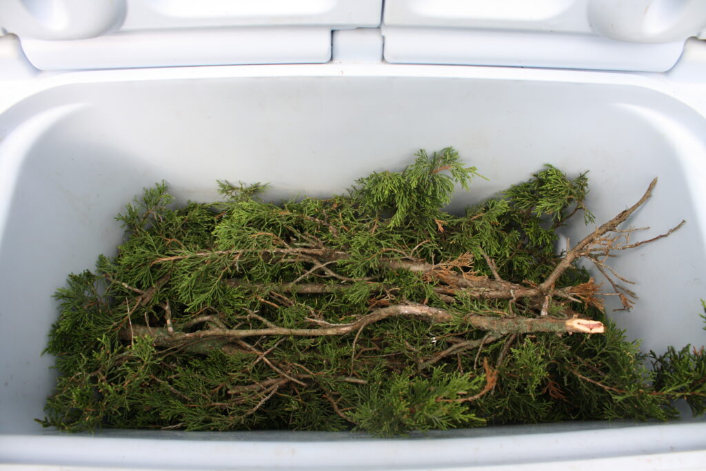 a layer of juniper boughs as a natural strainer in a cooler 