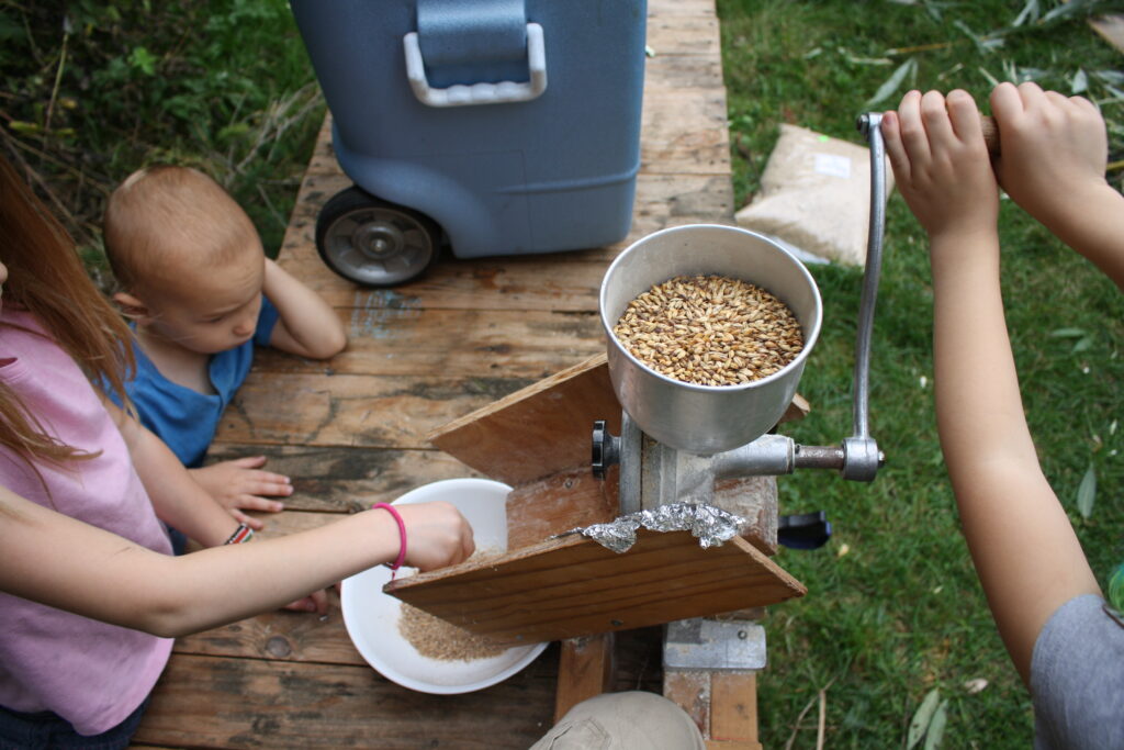 children milling malted barley for beer