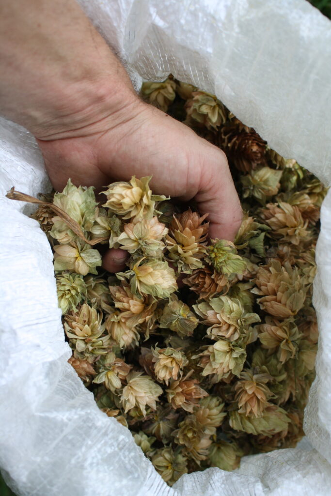 handful of hops