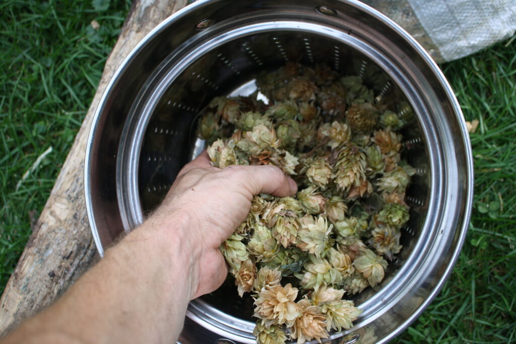 dried hops in a metal strainer