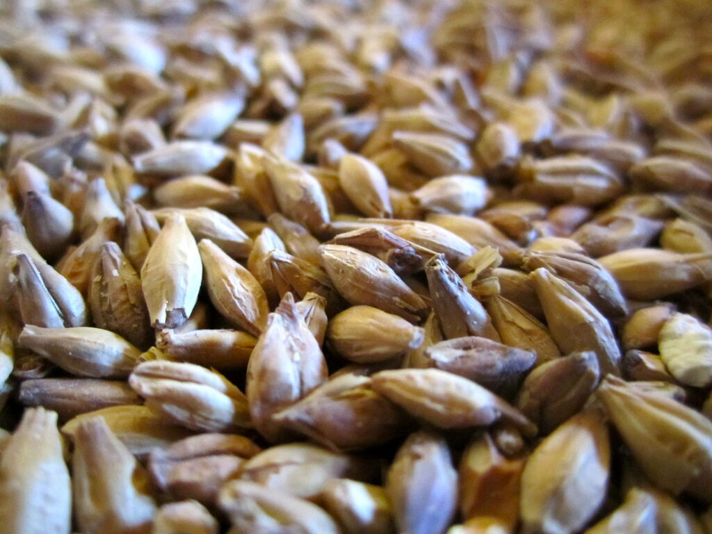 barley malt for brewing beer