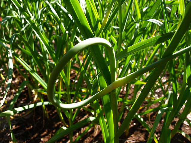 garlic scape head curling over