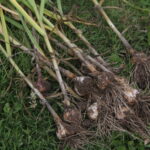 freshly picked garlic bulbs laying on grass