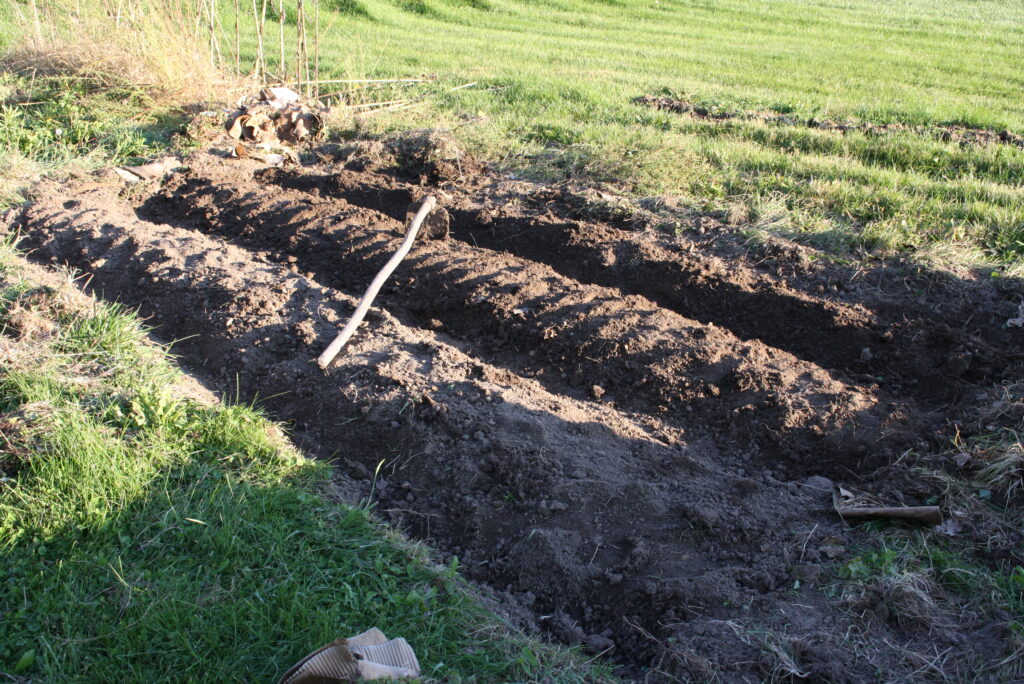 garden beds being mounded up with a mattock with sunshine