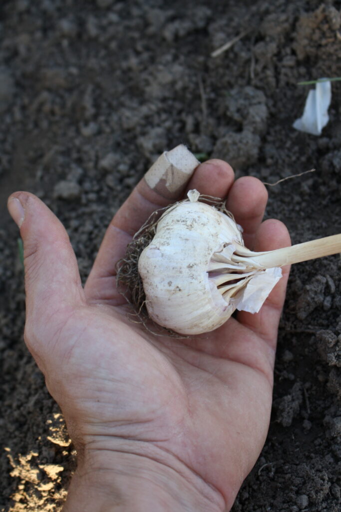 hand holding a full bulb of garlic that will be used for planting a crop of garlic