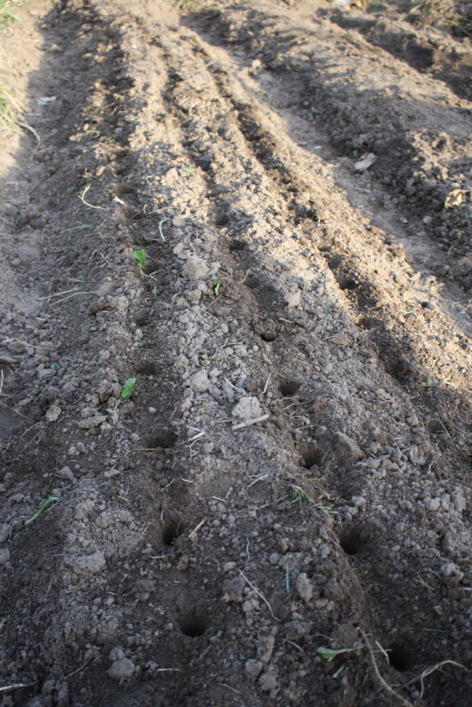 freshly tilled soil with rows and holes for planting garlic cloves