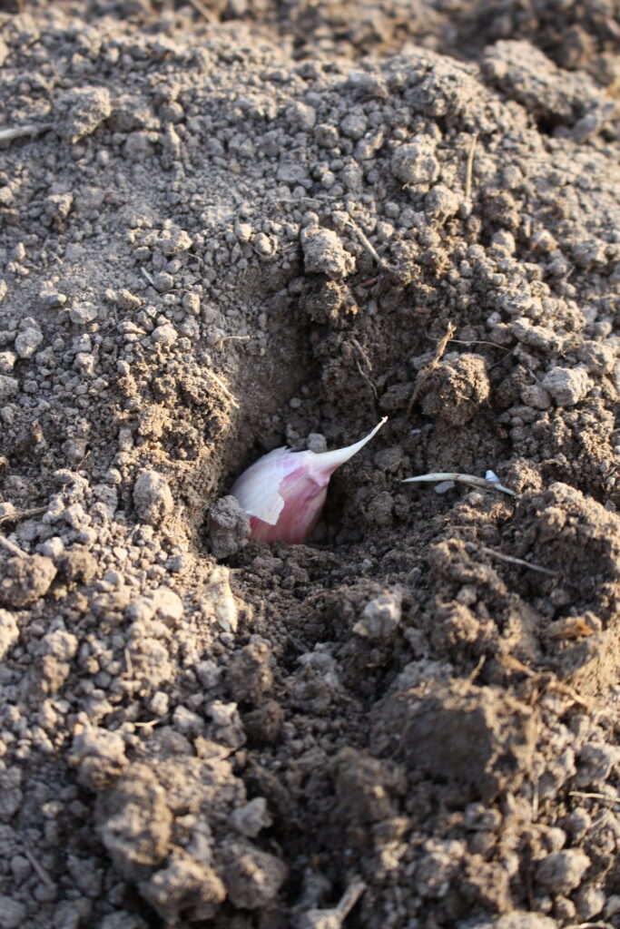 clove of garlic placed in the soil before it is covered up