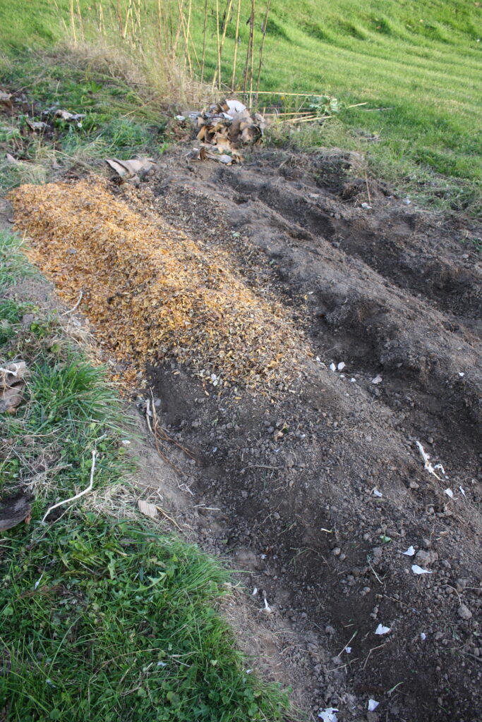 newly planted garlic beds in process of being covered with shredded leaf mulch