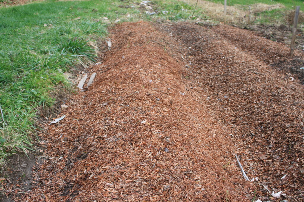 garlic beds completely covered with leaf mulch