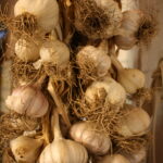 Home-grown garlic hanging in braids