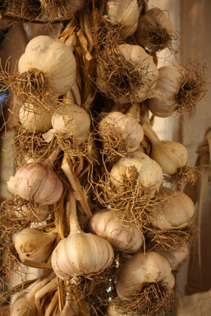 Home-grown garlic hanging in braids