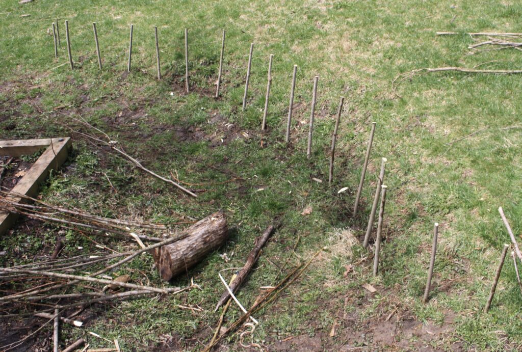 upright willow poles hammered into the ground for the wattle fence