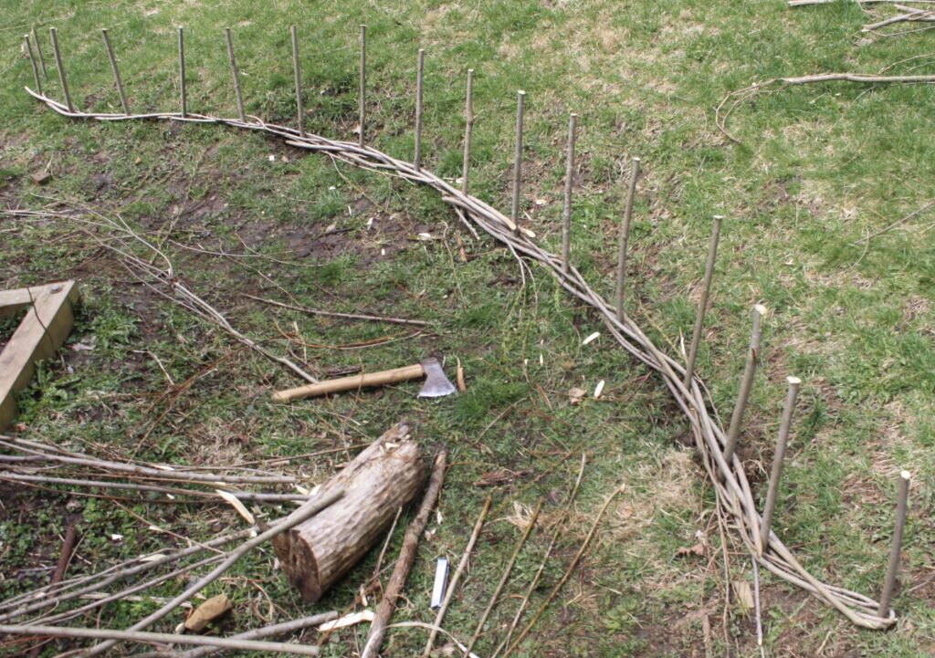 First couple of runs of withes in the wattle fence