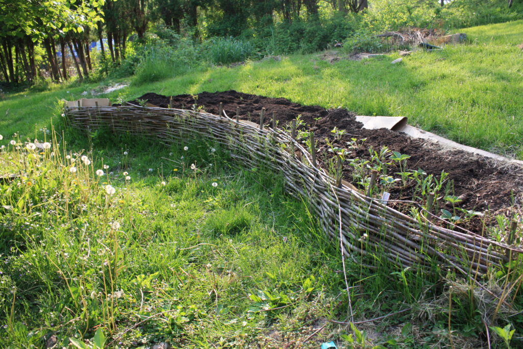 wattle fence garden bed with strawberry plants