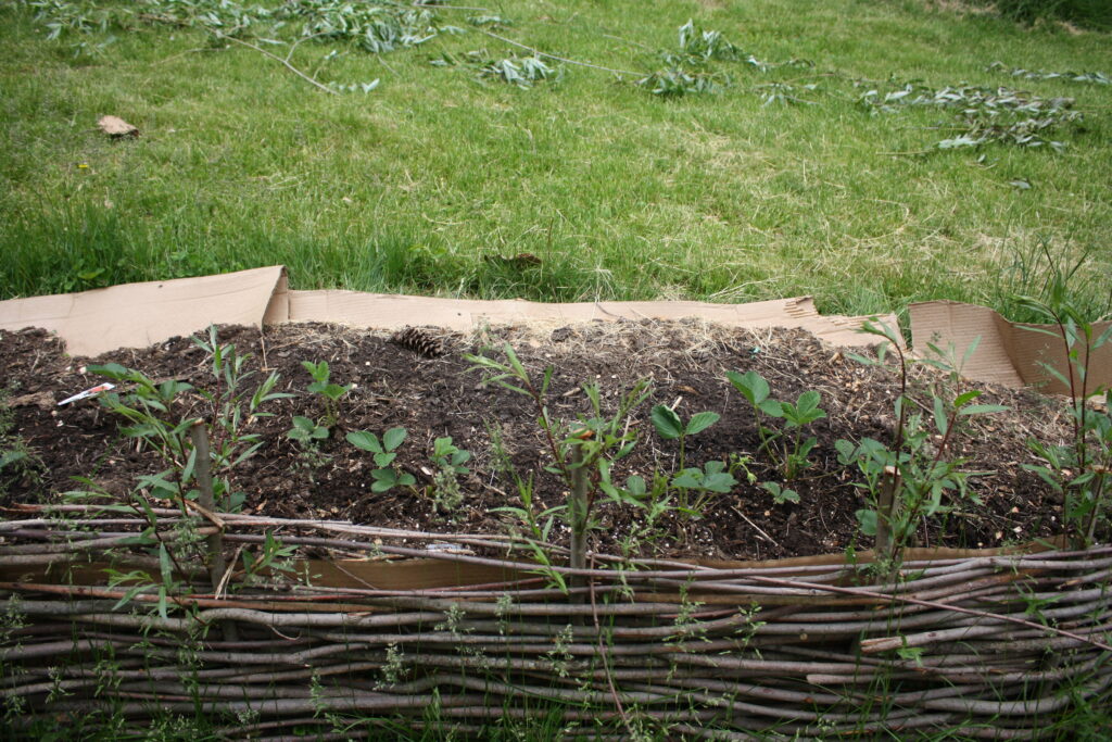 Soil put in behind the fence with strawberry plants planted in the bed.