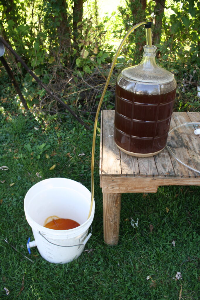 beer being siphoned from a glass carboy sitting on a wooden table into a white plastic pail sitting on the ground