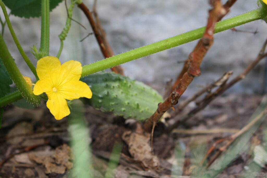 cucumber growing on the vine