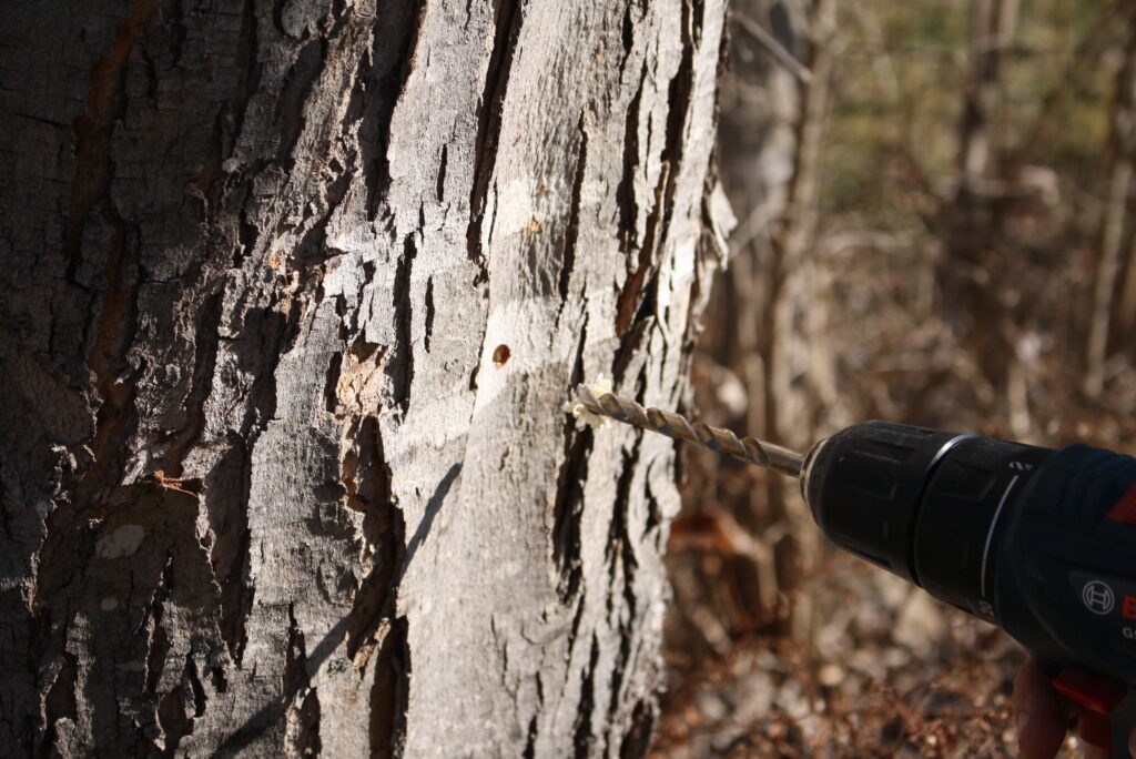 Drill boring a hole in a maple tree