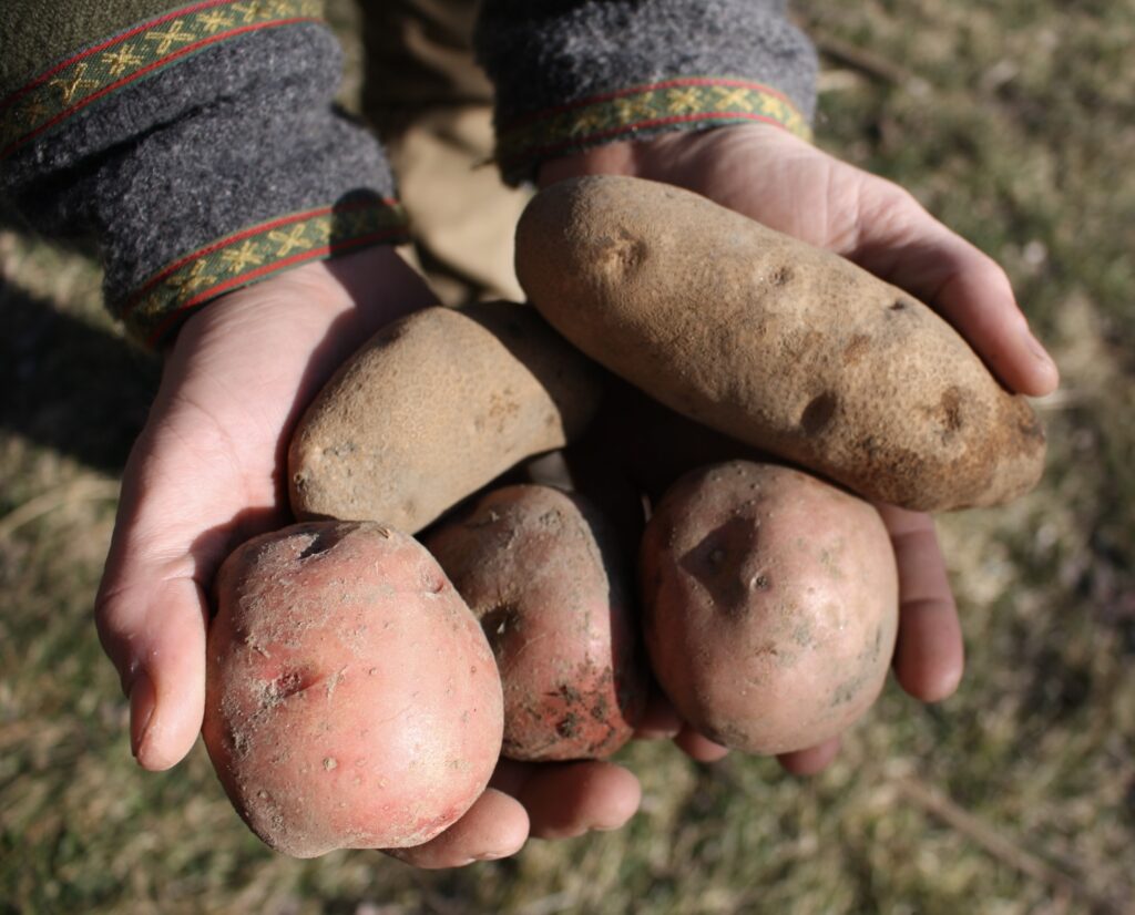 two hands holding potatoes