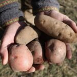 two hands holding potatoes