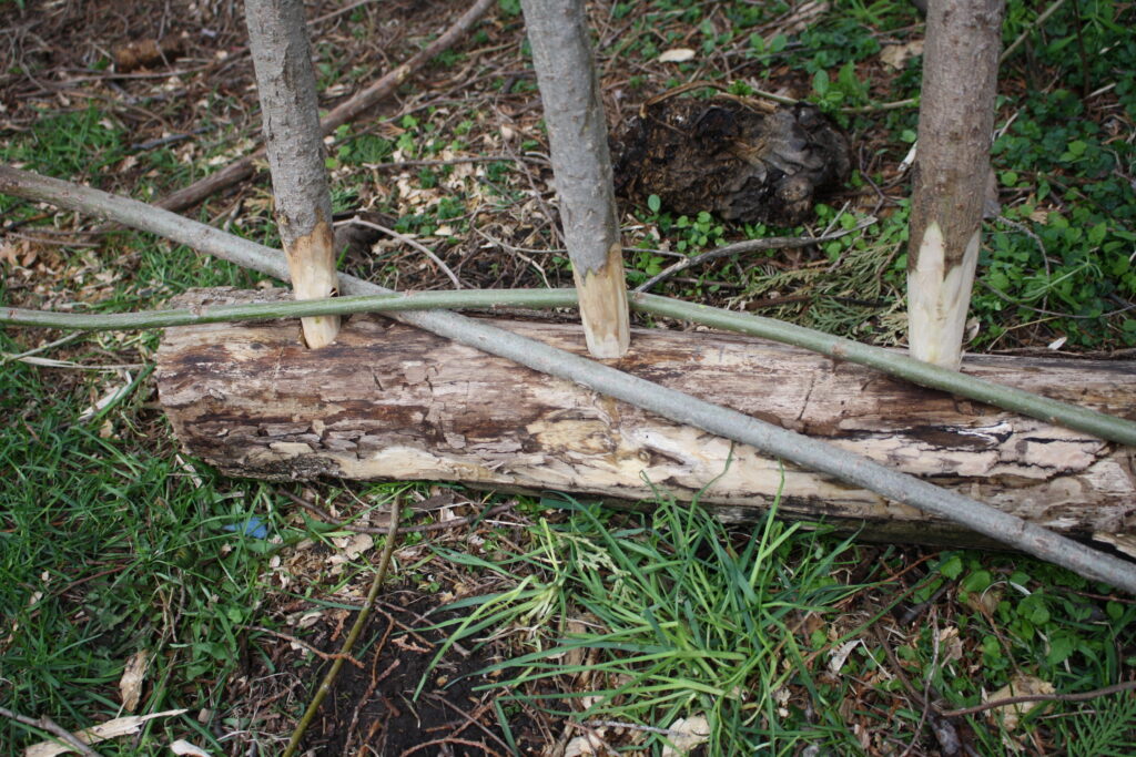 close-up of willow withes being woven into upright posts