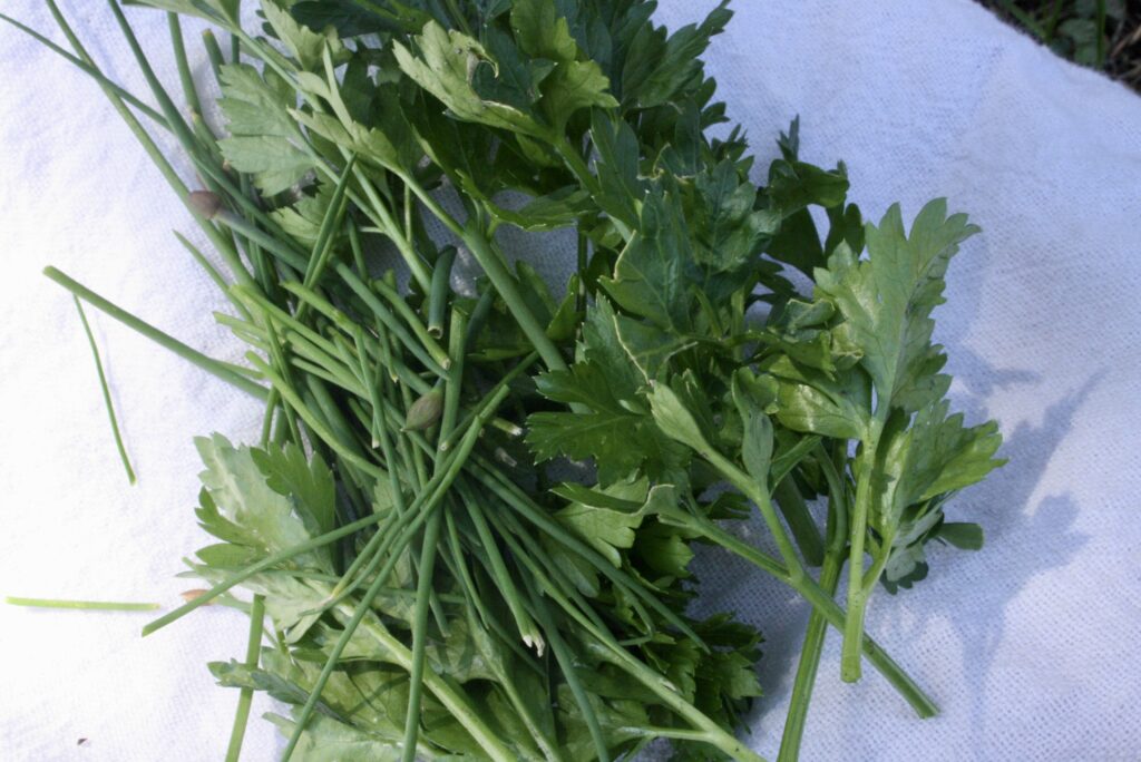 parsley and chives on a tea towel