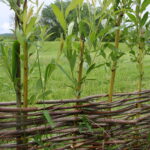 a wattle fence with green leaves growing out of it