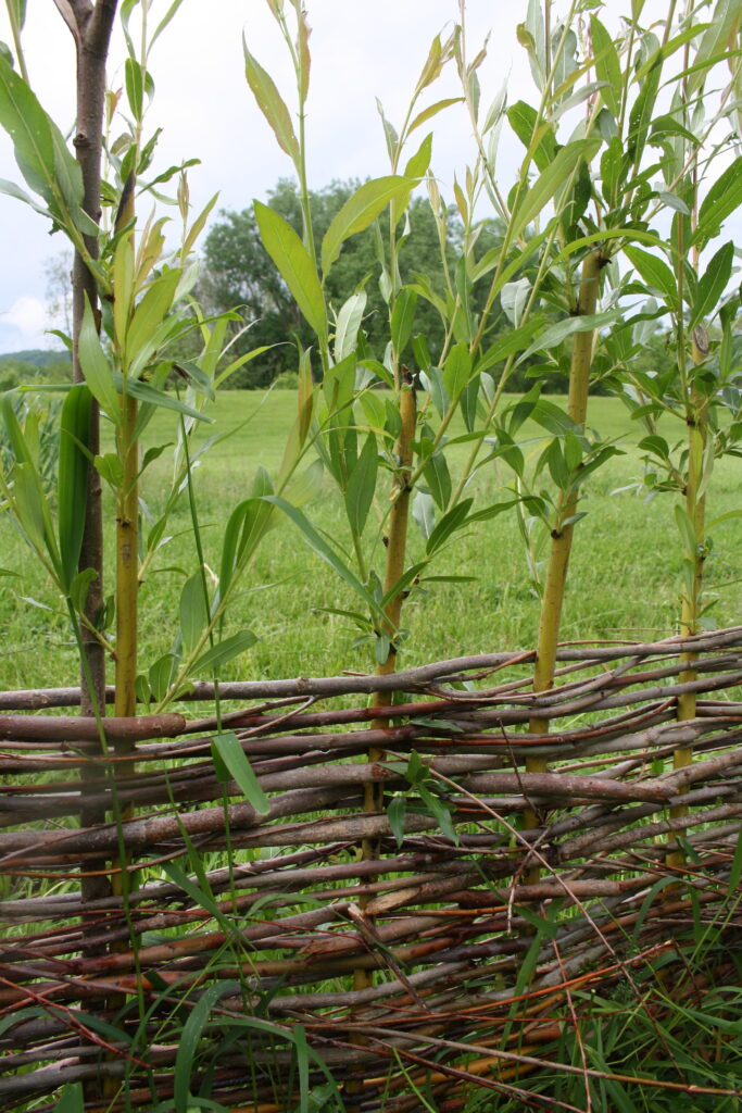 a wattle fence with green leaves growing out of it