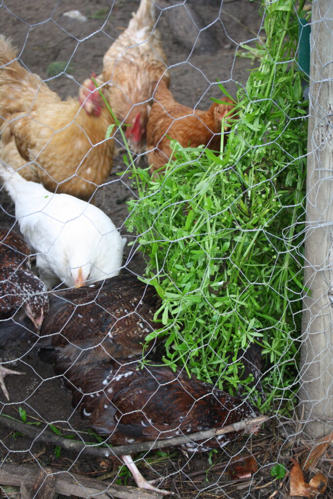 chickens feeding on cleaver hanging from a chicken wire fence.